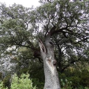  - Quercus ilex subsp. ballota (Desf.) Samp. [1909]