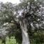  Alain Bigou - Quercus ilex subsp. ballota (Desf.) Samp. [1909]