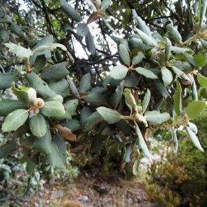 Photographie n°2102011 du taxon Quercus ilex subsp. ballota (Desf.) Samp. [1909]