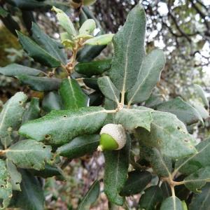 Photographie n°2102012 du taxon Quercus ilex subsp. ballota (Desf.) Samp. [1909]