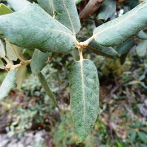 Photographie n°2102013 du taxon Quercus ilex subsp. ballota (Desf.) Samp. [1909]