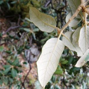 Photographie n°2102014 du taxon Quercus ilex subsp. ballota (Desf.) Samp. [1909]