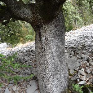 Photographie n°2102017 du taxon Quercus ilex subsp. ballota (Desf.) Samp. [1909]