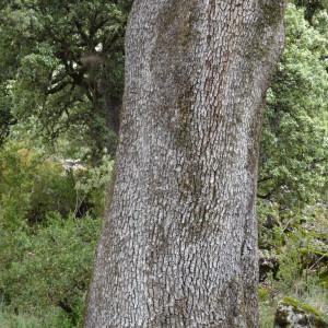Photographie n°2102019 du taxon Quercus ilex subsp. ballota (Desf.) Samp. [1909]