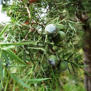 Photographie n°2102028 du taxon Juniperus oxycedrus subsp. oxycedrus 
