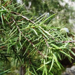 Photographie n°2102029 du taxon Juniperus oxycedrus subsp. oxycedrus 