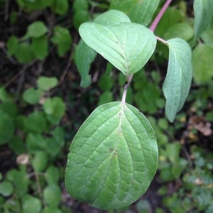 Photographie n°2102032 du taxon Cornus sanguinea L.