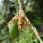  Alain Bigou - Quercus ilex subsp. ballota (Desf.) Samp. [1909]