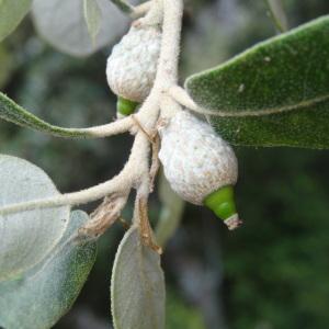 Quercus ilex subsp. ballota (Desf.) Samp. (Chêne à feuilles rondes)