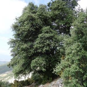 Photographie n°2102038 du taxon Quercus ilex subsp. ballota (Desf.) Samp. [1909]