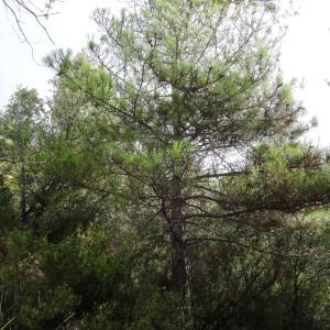Photographie n°2102058 du taxon Pinus mugo subsp. uncinata (Ramond ex DC.) Domin [1936]
