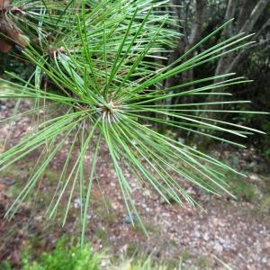 Photographie n°2102060 du taxon Pinus mugo subsp. uncinata (Ramond ex DC.) Domin [1936]