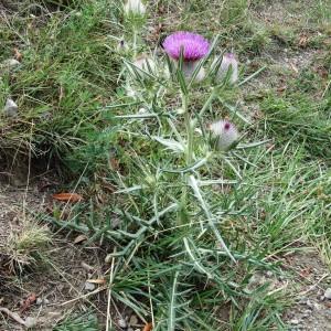  - Cirsium eriophorum var. eriophorum 