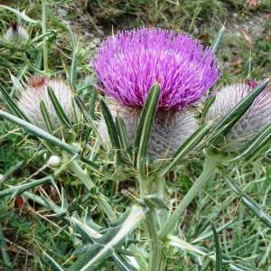  - Cirsium eriophorum var. eriophorum 