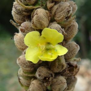 Photographie n°2102083 du taxon Verbascum phlomoides L. [1753]