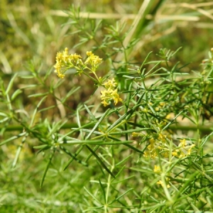 Photographie n°2102106 du taxon Galium verum L. [1753]