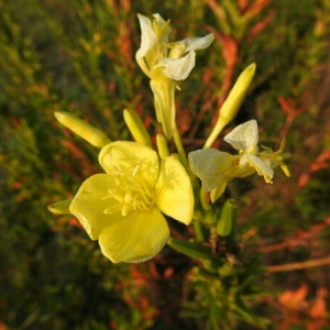 Photographie n°2102111 du taxon Oenothera biennis L. [1753]