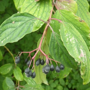 Photographie n°2102115 du taxon Cornus sanguinea L. [1753]