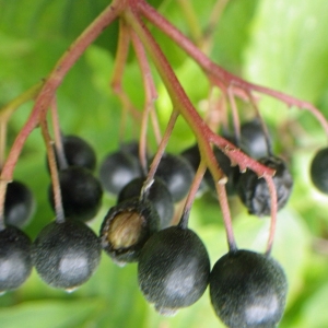 Photographie n°2102119 du taxon Cornus sanguinea L. [1753]