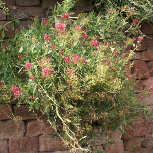 Photographie n°2102125 du taxon Centranthus ruber (L.) DC. [1805]