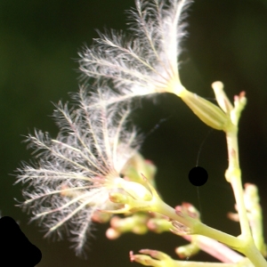 Photographie n°2102131 du taxon Centranthus ruber (L.) DC. [1805]