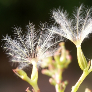 Photographie n°2102132 du taxon Centranthus ruber (L.) DC. [1805]