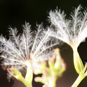 Photographie n°2102133 du taxon Centranthus ruber (L.) DC. [1805]