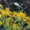  Florent Beck - Senecio bayonnensis Boiss. [1856]