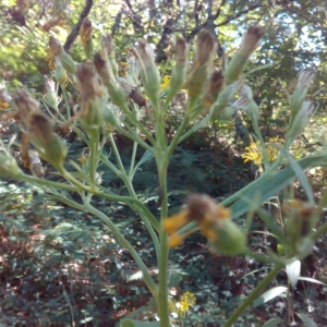 Photographie n°2102168 du taxon Senecio bayonnensis Boiss. [1856]