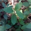  Florent Beck - Senecio bayonnensis Boiss. [1856]