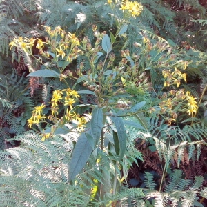 Senecio nemorensis subsp. bayonnensis (Boiss.) Nyman (Séneçon de Bayonne)