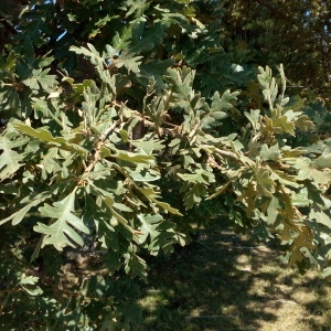 Photographie n°2102177 du taxon Quercus pyrenaica Willd. [1805]