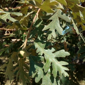 Photographie n°2102178 du taxon Quercus pyrenaica Willd. [1805]