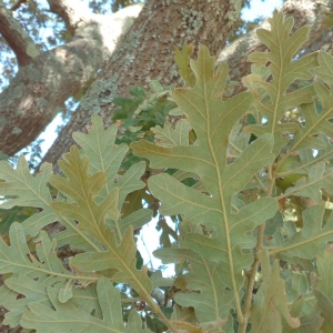 Photographie n°2102180 du taxon Quercus pyrenaica Willd. [1805]