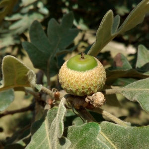 Photographie n°2102184 du taxon Quercus pyrenaica Willd. [1805]