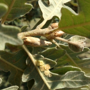 Photographie n°2102185 du taxon Quercus pyrenaica Willd. [1805]