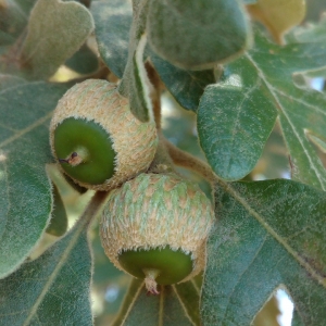 Photographie n°2102187 du taxon Quercus pyrenaica Willd. [1805]