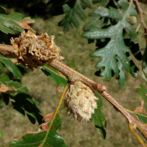 Photographie n°2102188 du taxon Quercus pyrenaica Willd. [1805]