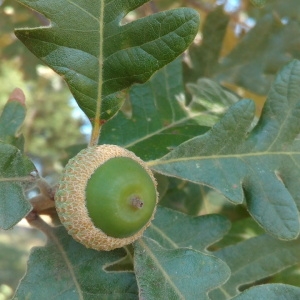 Photographie n°2102191 du taxon Quercus pyrenaica Willd. [1805]