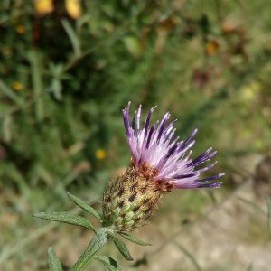 Photographie n°2102200 du taxon Centaurea decipiens Thuill. [1799]