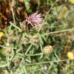 Photographie n°2102203 du taxon Centaurea decipiens Thuill. [1799]