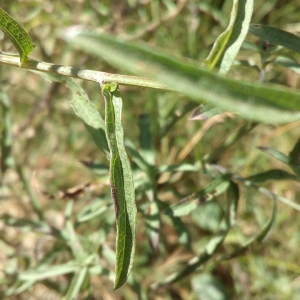 Photographie n°2102208 du taxon Centaurea decipiens Thuill. [1799]