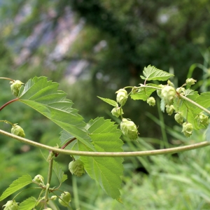 Photographie n°2102210 du taxon Humulus lupulus L. [1753]