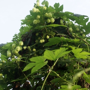 Photographie n°2102216 du taxon Humulus lupulus L. [1753]