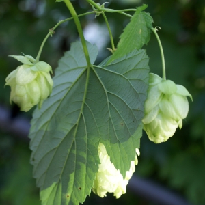 Photographie n°2102221 du taxon Humulus lupulus L. [1753]