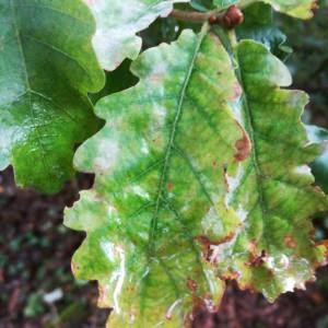 Photographie n°2102227 du taxon Quercus robur L. [1753]