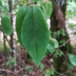 Photographie n°2102229 du taxon Lonicera xylosteum L. [1753]
