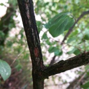 Photographie n°2102230 du taxon Lonicera xylosteum L. [1753]