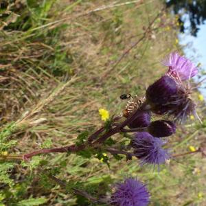 Photographie n°2102270 du taxon Cirsium arvense (L.) Scop. [1772]