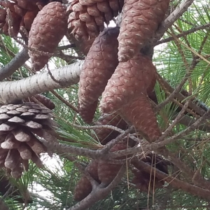 Photographie n°2102288 du taxon Pinus halepensis Mill. [1768]